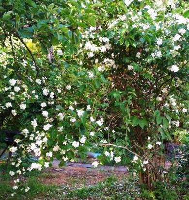 Tè fermentato a base di foglie di giardino e piante selvatiche (master class)