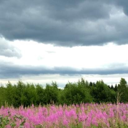 Gefermenteerde thee gemaakt van bladeren van tuin en wilde planten (masterclass)