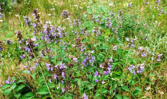 Gefermenteerde thee gemaakt van bladeren van tuin en wilde planten (masterclass)