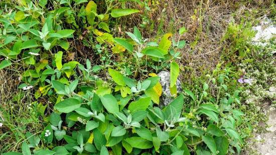 Gefermenteerde thee gemaakt van bladeren van tuin en wilde planten (masterclass)