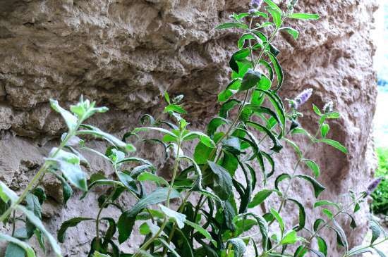 Té fermentado elaborado con hojas de jardín y plantas silvestres (clase magistral)