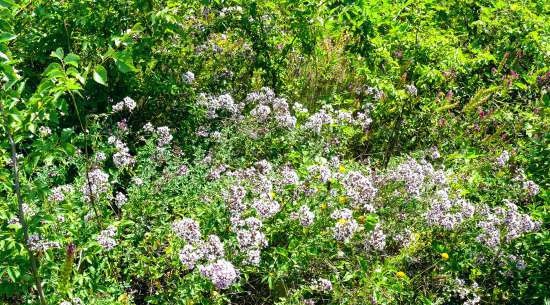 Gefermenteerde thee gemaakt van bladeren van tuin en wilde planten (masterclass)