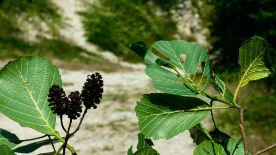 Gefermenteerde thee gemaakt van bladeren van tuin en wilde planten (masterclass)