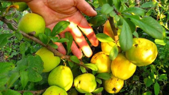 Gefermenteerde thee gemaakt van bladeren van tuin en wilde planten (masterclass)