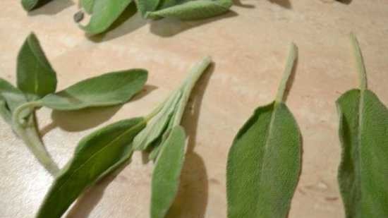 Salvia in olio d'oliva