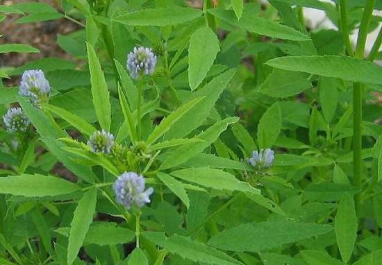 Ceaiul Ivan (fermentarea frunzelor de fireweed) - clasă de master