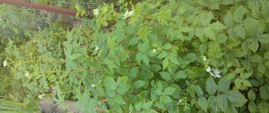 Gefermenteerde thee gemaakt van bladeren van tuin en wilde planten (masterclass)