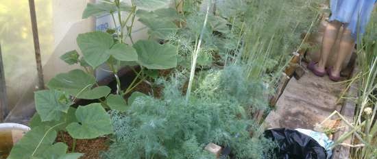 Té fermentado elaborado con hojas de jardín y plantas silvestres (clase magistral)