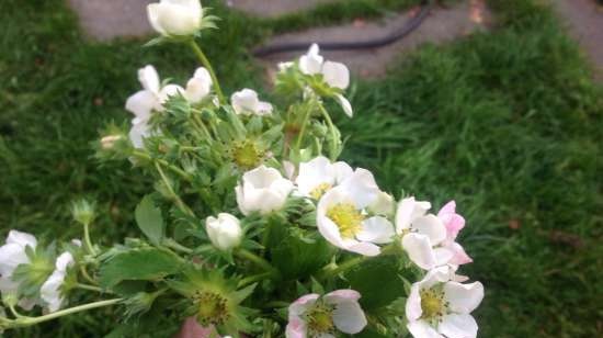 Tè fermentato a base di foglie di giardino e piante selvatiche (master class)