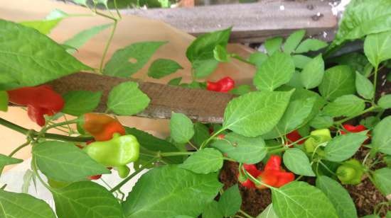 Gefermenteerde thee gemaakt van bladeren van tuin en wilde planten (masterclass)