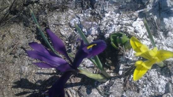 Gefermenteerde thee gemaakt van bladeren van tuin en wilde planten (masterclass)