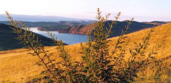 Салата от коприва и цвекло