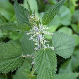 Nettle at beetroot salad