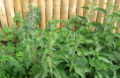 Nettle at beetroot salad