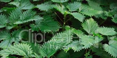 Nettle at beetroot salad