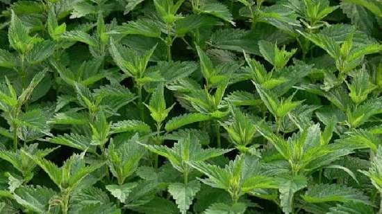 Nettle at beetroot salad