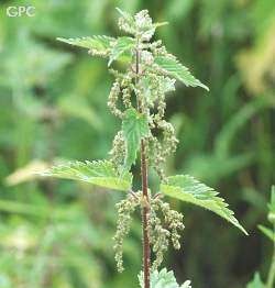 Nettle at beetroot salad