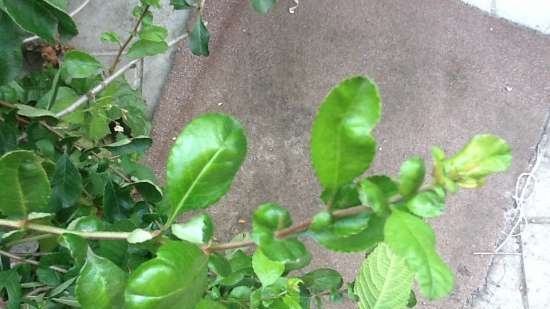 Fermented tea made from leaves of garden and wild plants (master class)