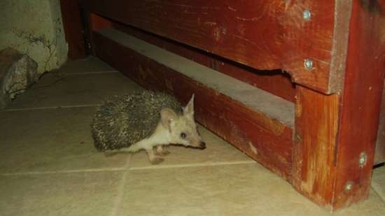 Hedgehogs in milk-sour cream sauce