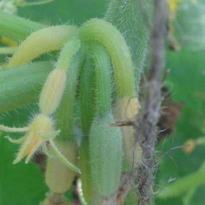 Tè fermentato a base di foglie di giardino e piante selvatiche (master class)