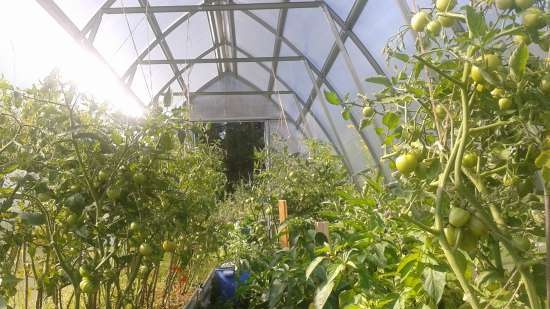 Gefermenteerde thee gemaakt van bladeren van tuin en wilde planten (masterclass)