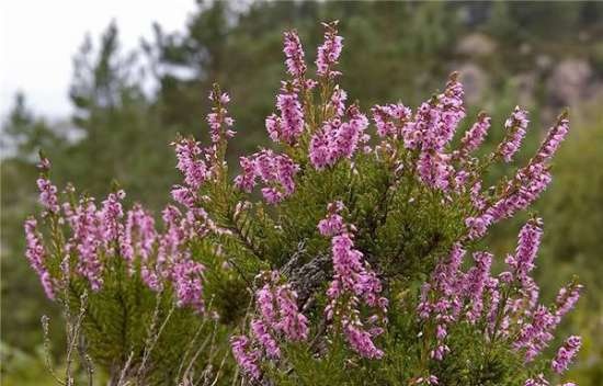 Gefermenteerde thee gemaakt van bladeren van tuin en wilde planten (masterclass)