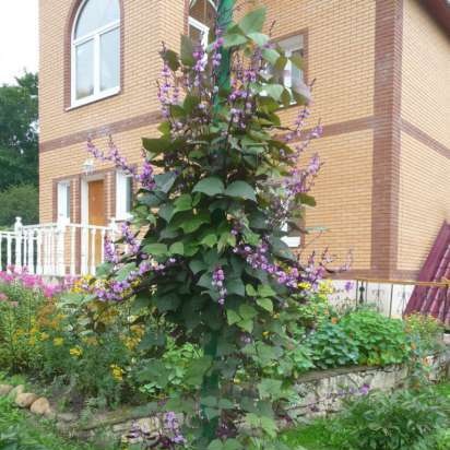 Gefermenteerde thee gemaakt van bladeren van tuin en wilde planten (masterclass)