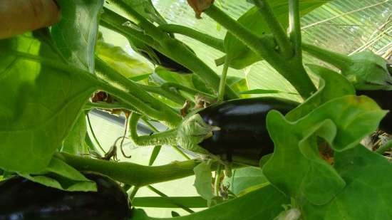 Gefermenteerde thee gemaakt van bladeren van tuin en wilde planten (masterclass)