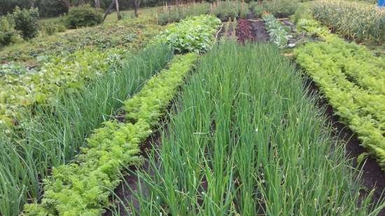 Gefermenteerde thee gemaakt van bladeren van tuin en wilde planten (masterclass)