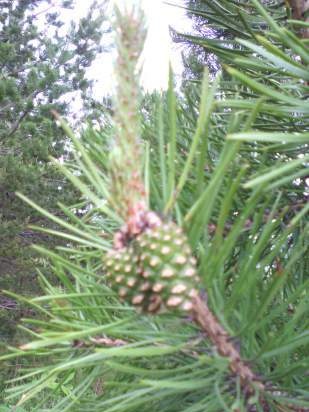 Jam ng pine cone