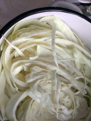 Boiled or salted cabbage