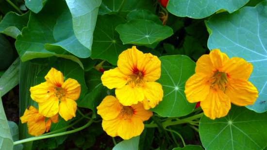 Nasturtium Snack Butter