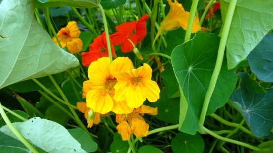 Nasturtium Snack Butter