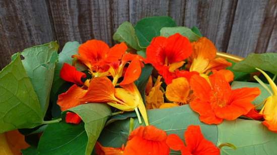 Nasturtium Snack Butter