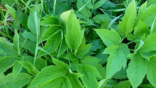 Ensalada cremosa de espárragos y hierbas de la huerta