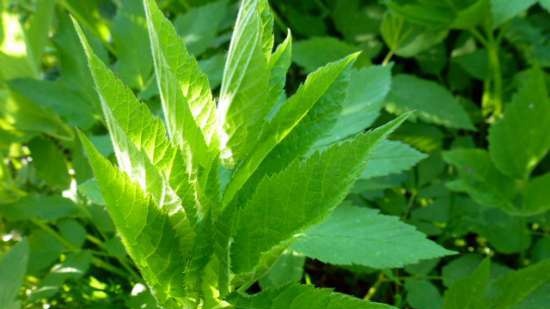 Ensalada cremosa de espárragos y hierbas de la huerta