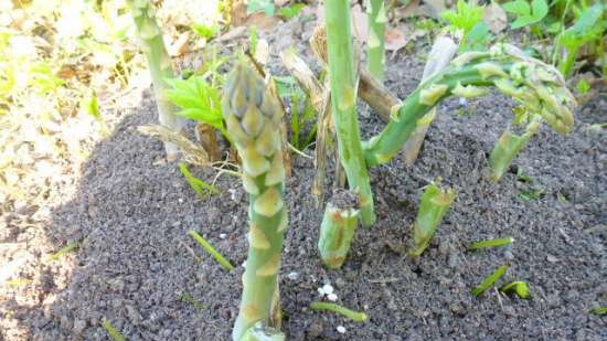 Romige salade met asperges en tuinkruiden