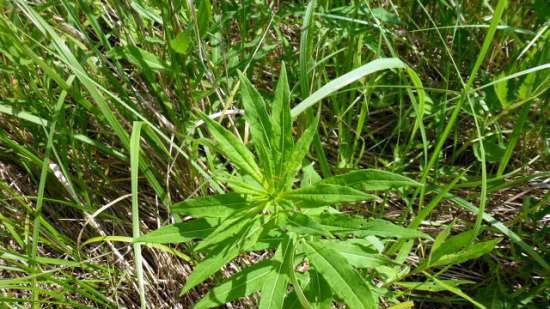 Té de Ivan (fermentación de hojas de fireweed) - clase magistral