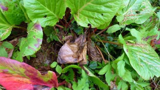 Fermented tea made from leaves of garden and wild plants (master class)