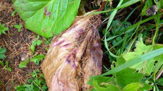 Fermented tea made from leaves of garden and wild plants (master class)