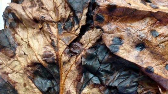 Fermented tea made from leaves of garden and wild plants (master class)