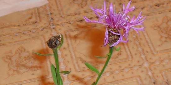 Gefermenteerde thee gemaakt van bladeren van tuin en wilde planten (masterclass)