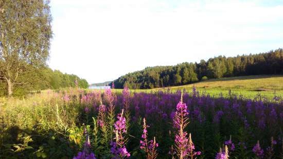 Ivan tea (fermentation of fireweed leaves) - master class