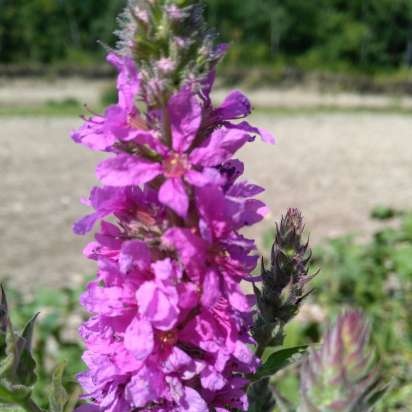 Gefermenteerde thee gemaakt van bladeren van tuin en wilde planten (masterclass)