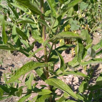 Gefermenteerde thee gemaakt van bladeren van tuin en wilde planten (masterclass)