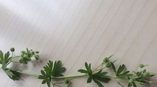 Fermented tea made from leaves of garden and wild plants (master class)