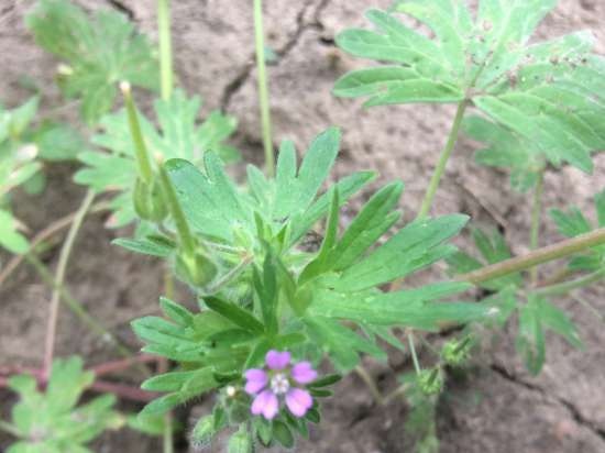 Gefermenteerde thee gemaakt van bladeren van tuin en wilde planten (masterclass)