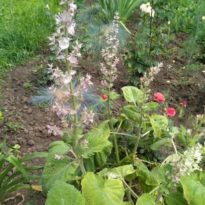 Tè fermentato a base di foglie di giardino e piante selvatiche (master class)