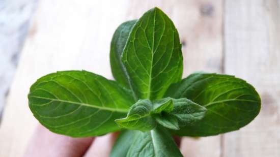 Gefermenteerde thee gemaakt van bladeren van tuin en wilde planten (masterclass)