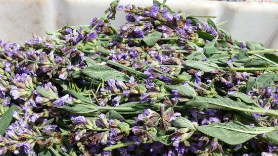 Té fermentado elaborado con hojas de jardín y plantas silvestres (clase magistral)